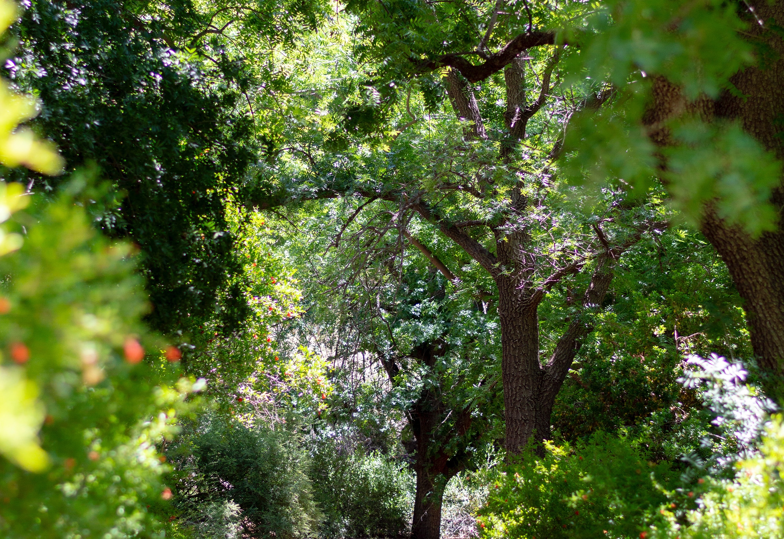 landscape architect trees